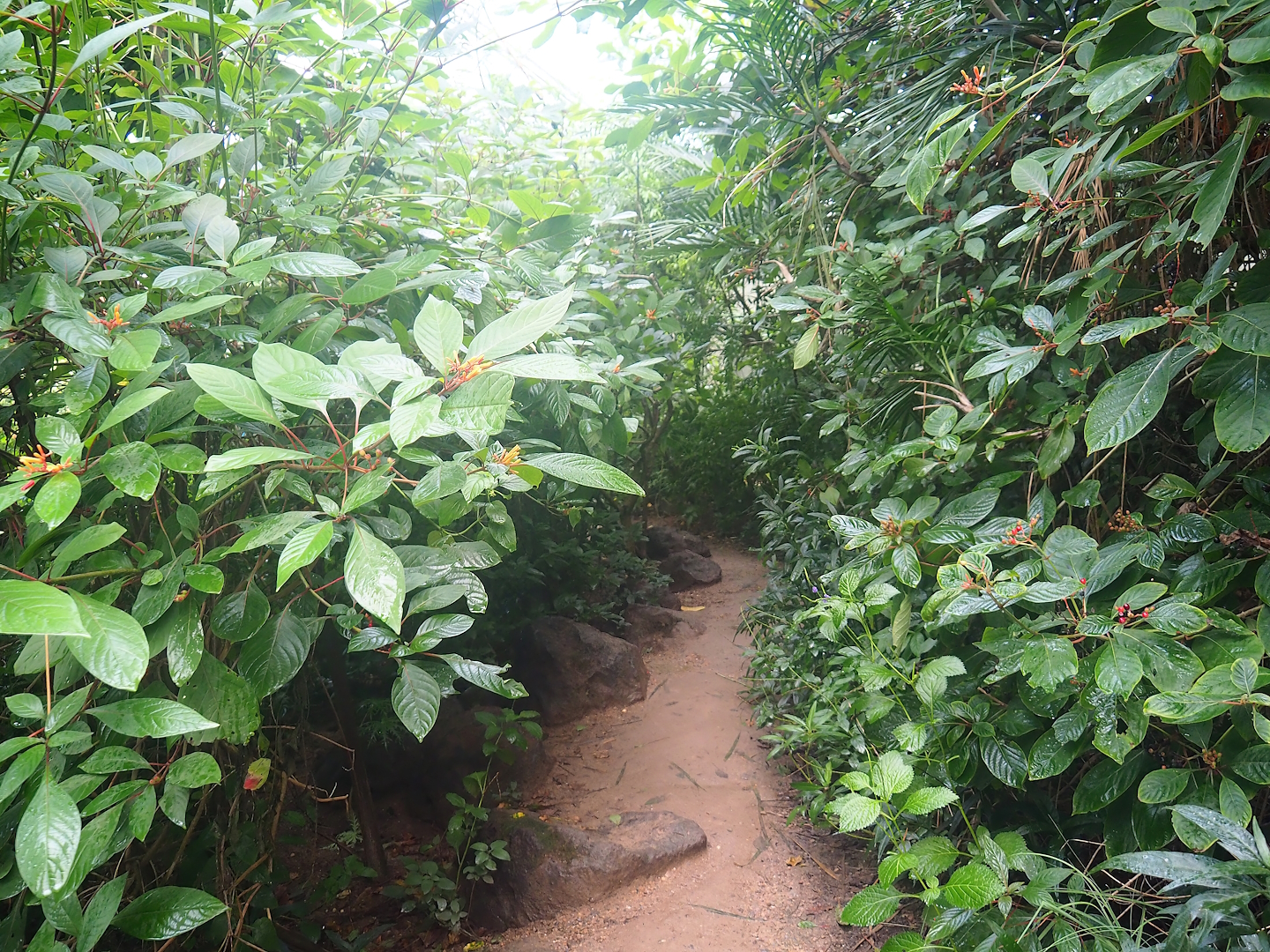 Mangrove ecodisplay - Smaller walkway/Adventure route, 2023-10-07