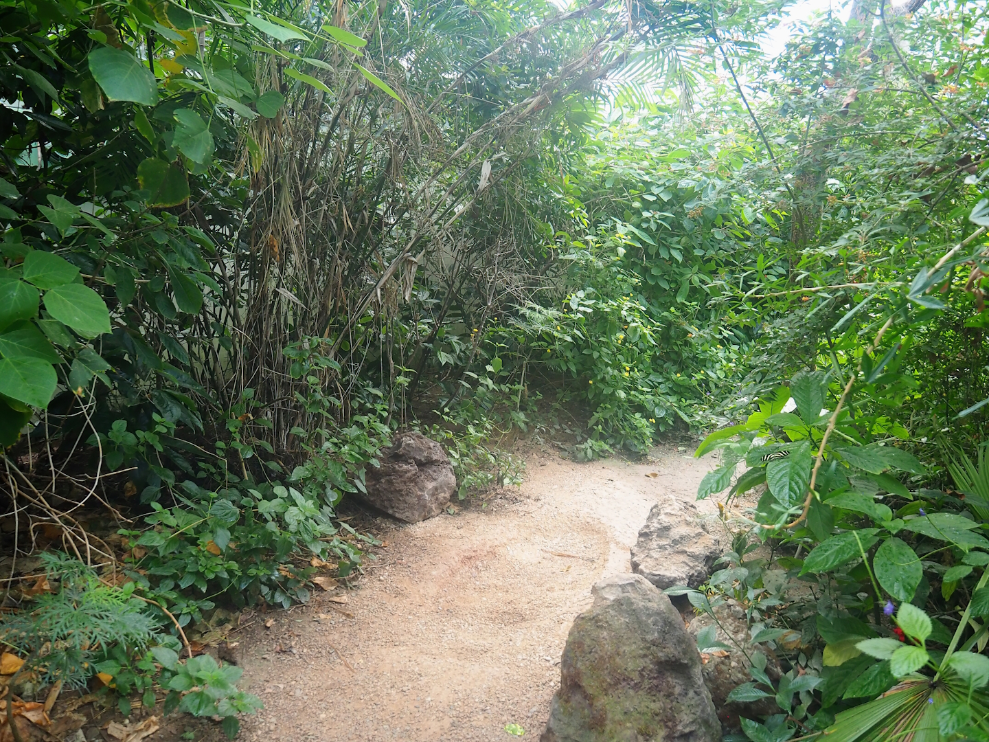 Mangrove ecodisplay - Smaller walkway/Adventure route, 2023-10-07