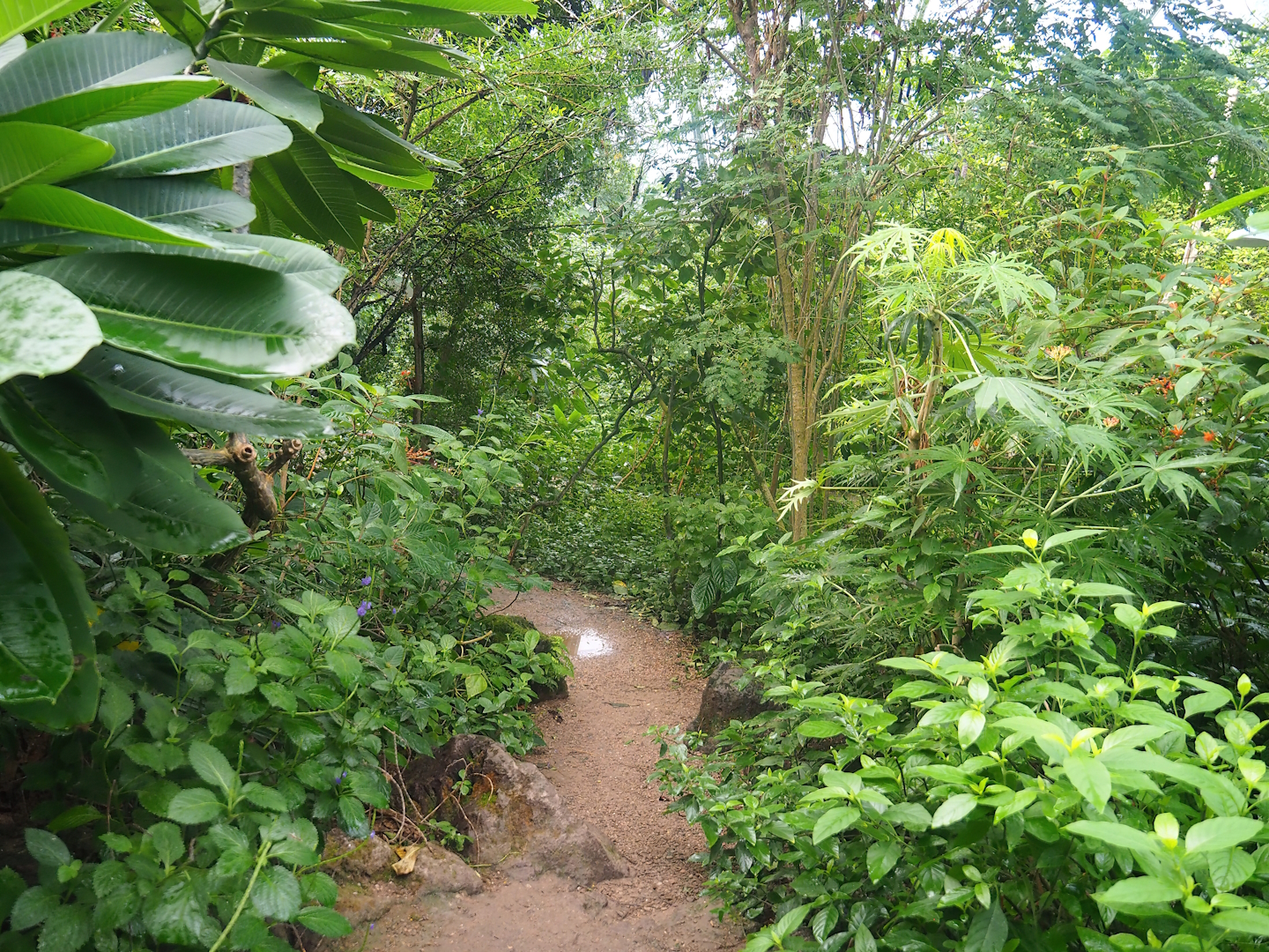 Mangrove ecodisplay - Smaller walkway/Adventure route, 2023-10-07