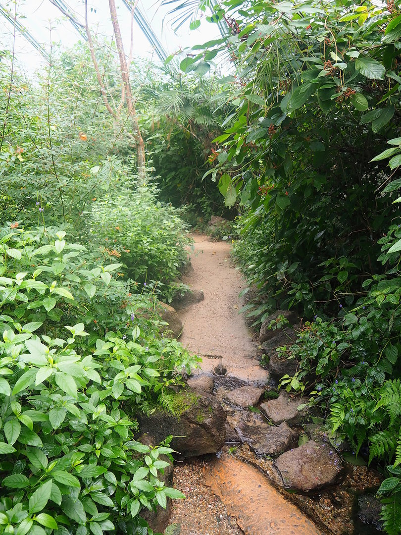 Mangrove ecodisplay - Smaller walkway/Adventure route, 2023-10-07