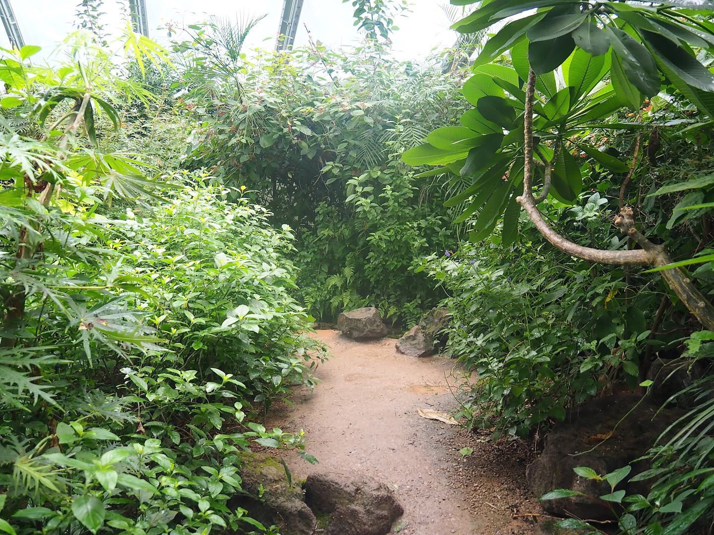 Mangrove ecodisplay - Smaller walkway/Adventure route, 2023-10-07