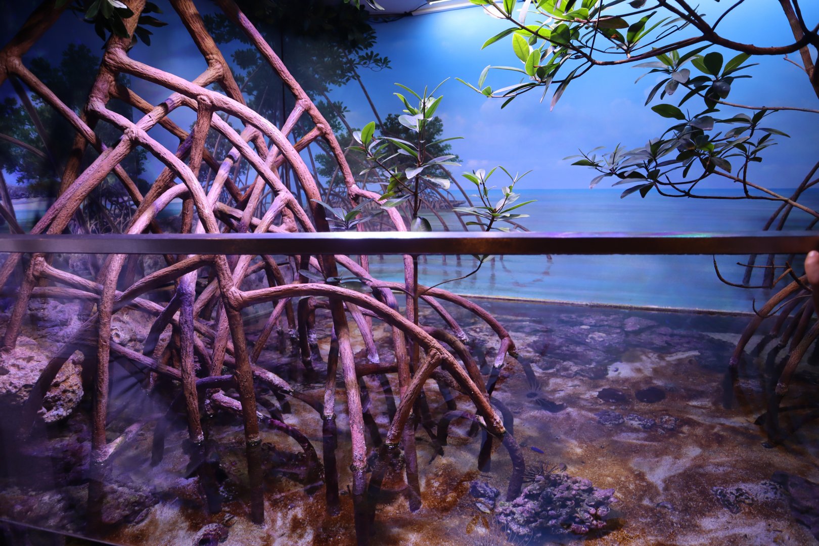 Mangrove Enclosure