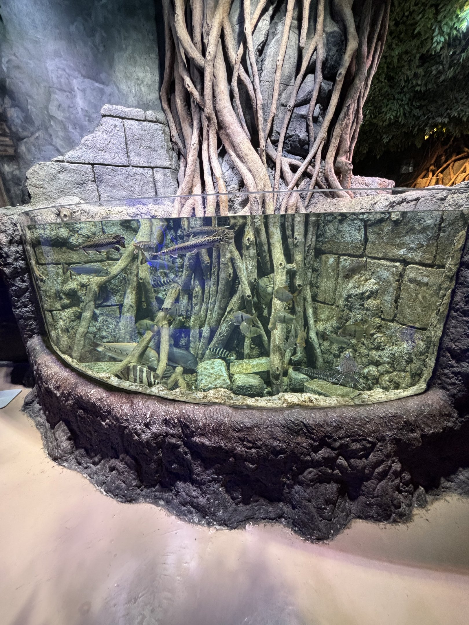 Mangrove Exhibit #3 - BXSea Aquarium