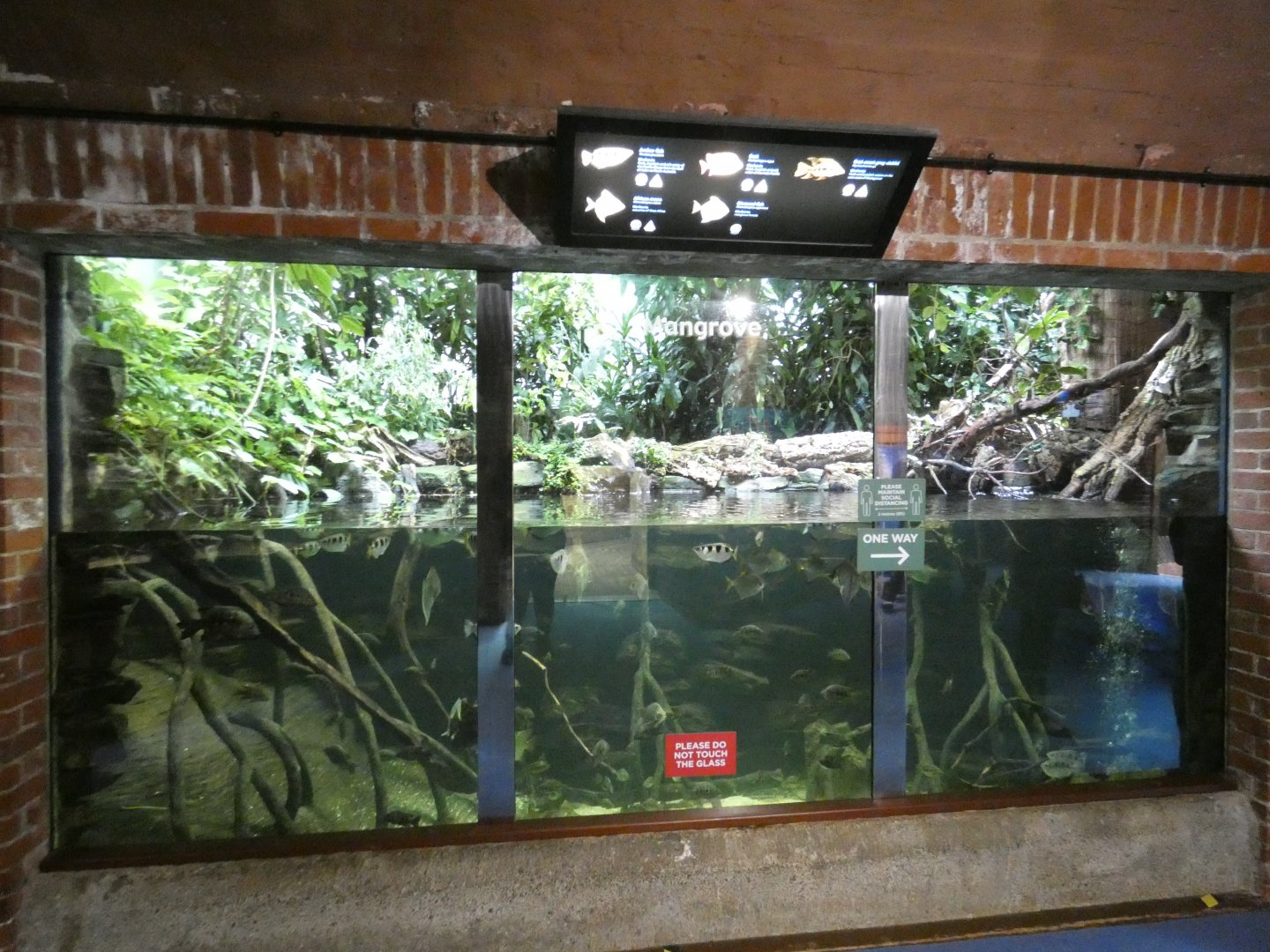 Mangrove exhibit in the aquarium