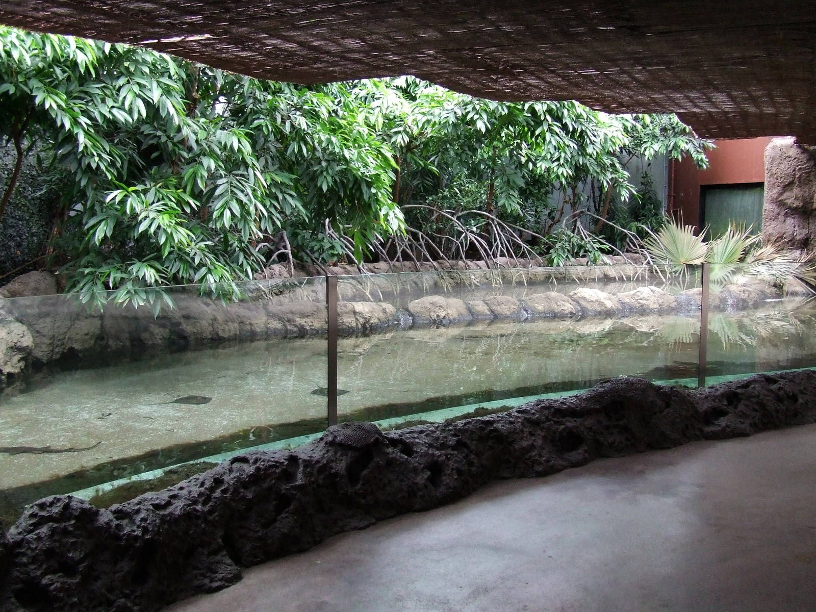 Mangrove exhibit, Oceanium