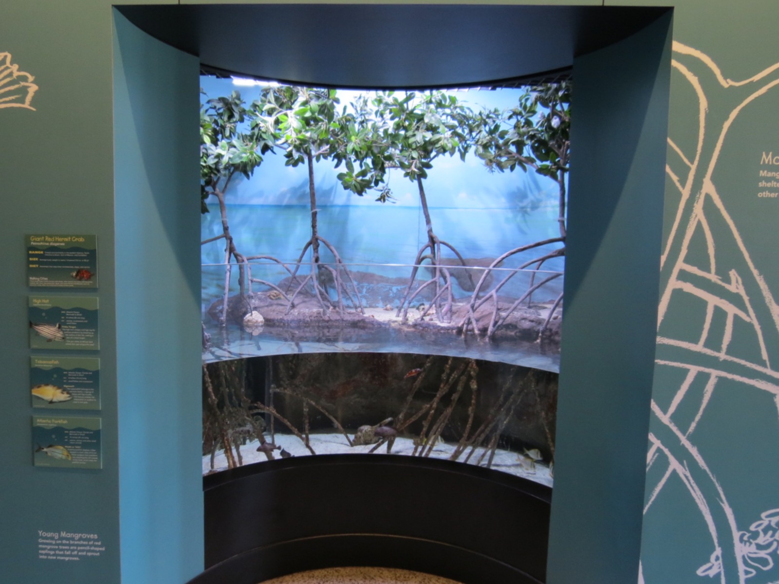Mangrove Exhibit