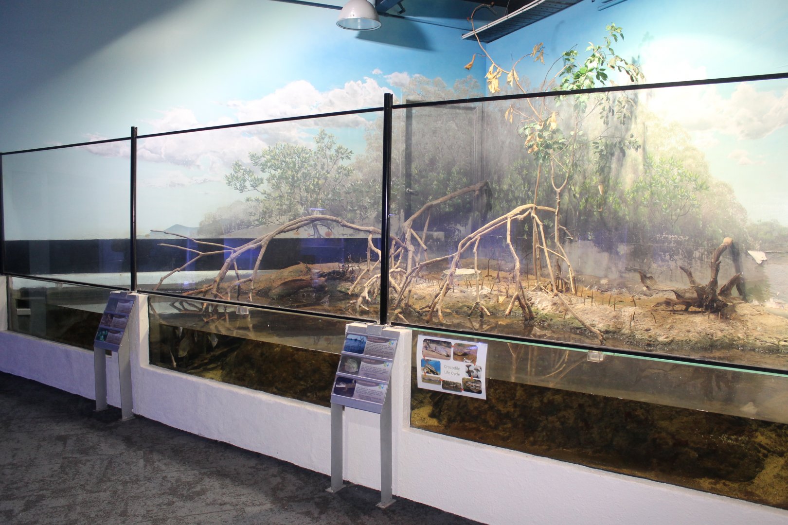 Mangrove exhibit