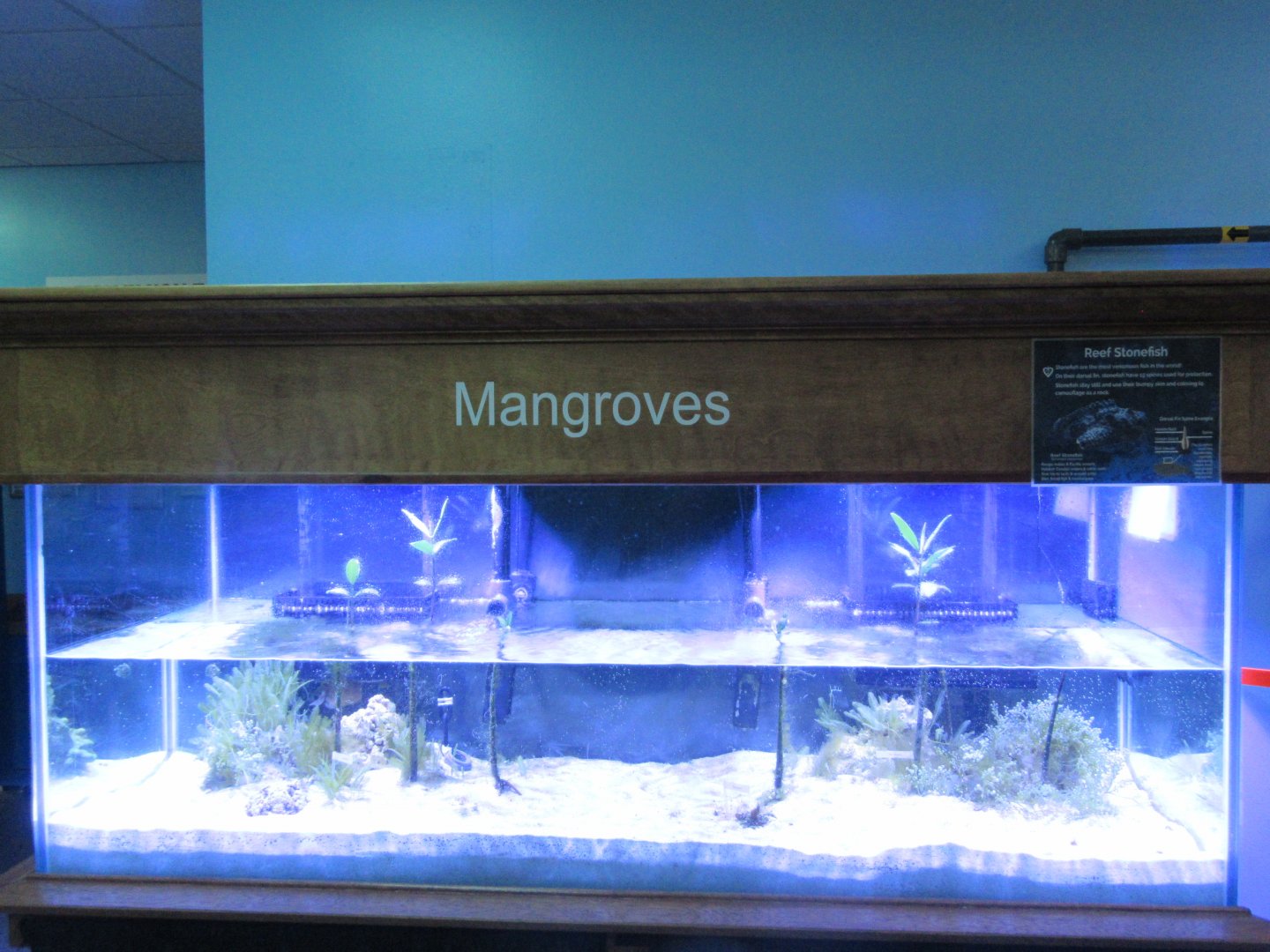Mangrove Exhibit