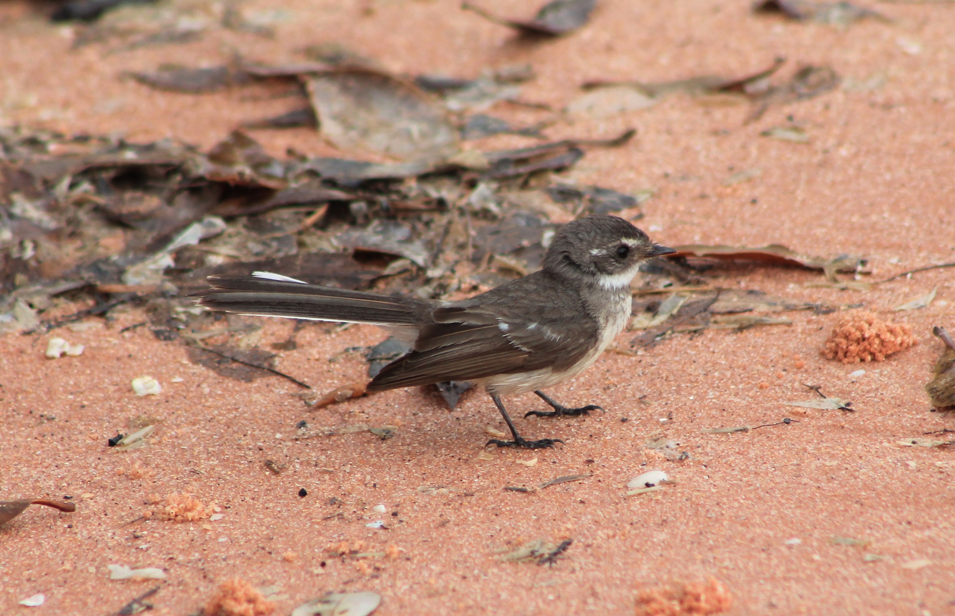 Mangrove Fantail (Rhipidura phasiana)