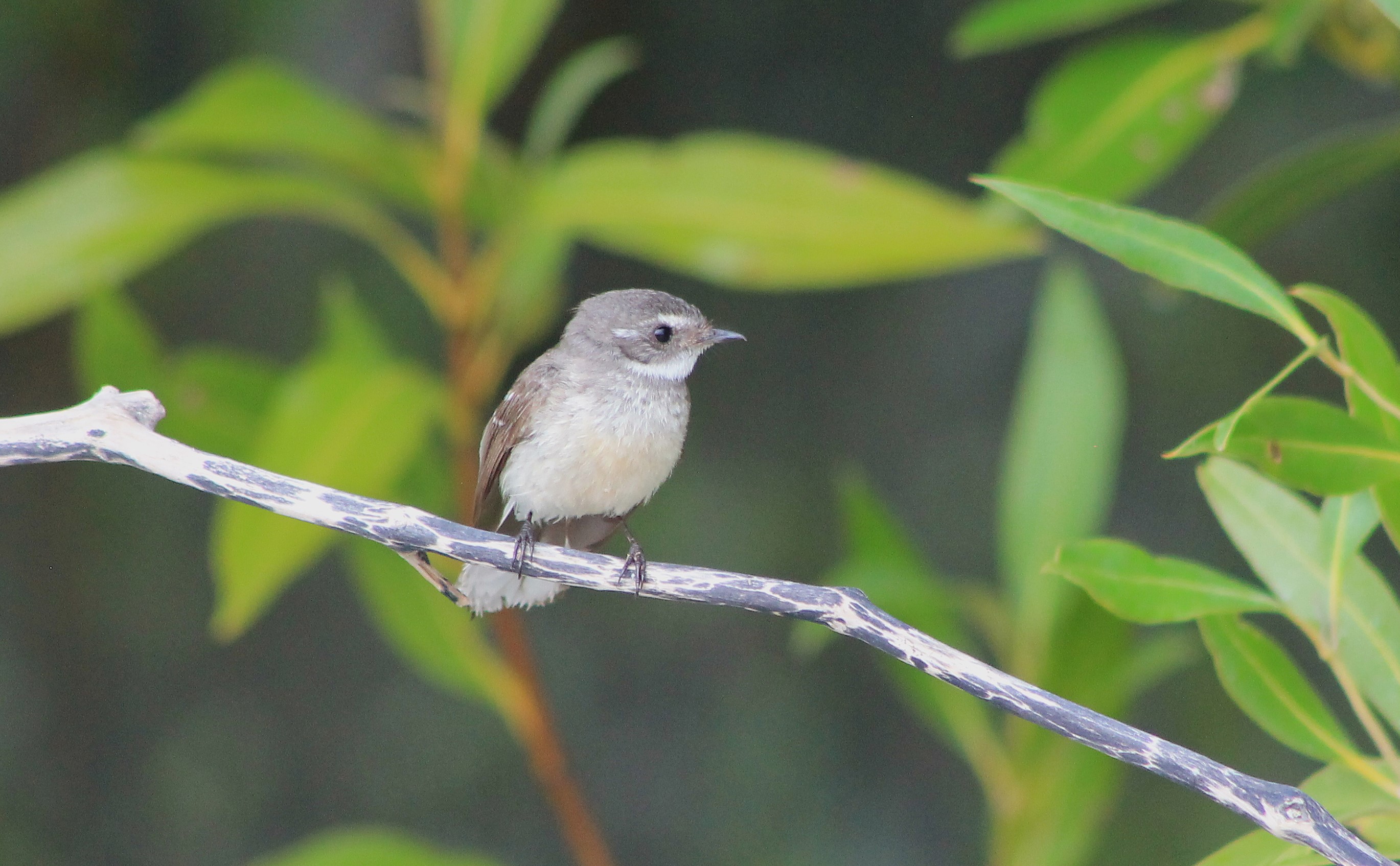 Mangrove Fantail (Rhipidura phasiana)