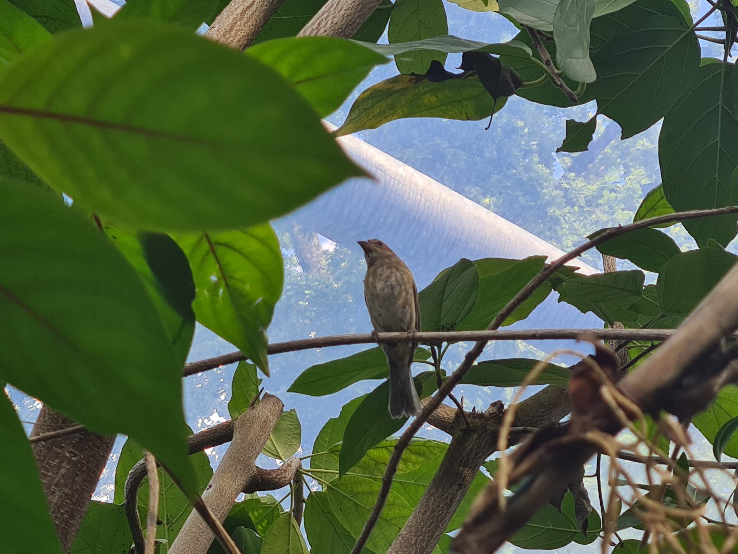 Mangrove - female Indigo bunting