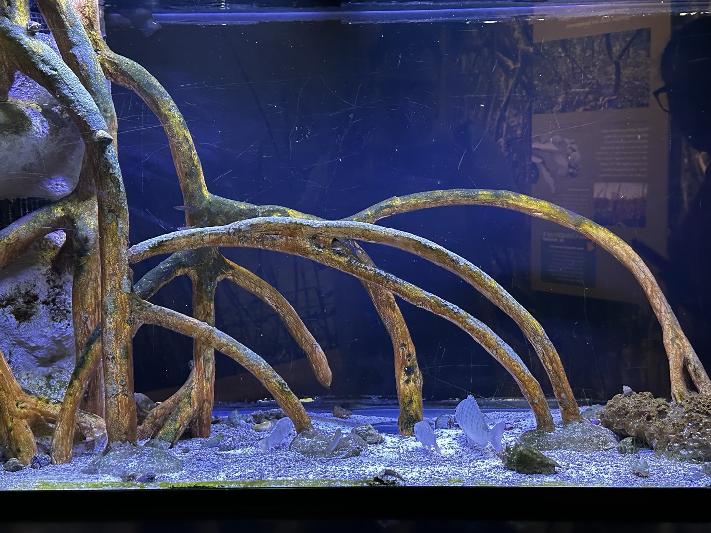 Mangrove Fish Tank
