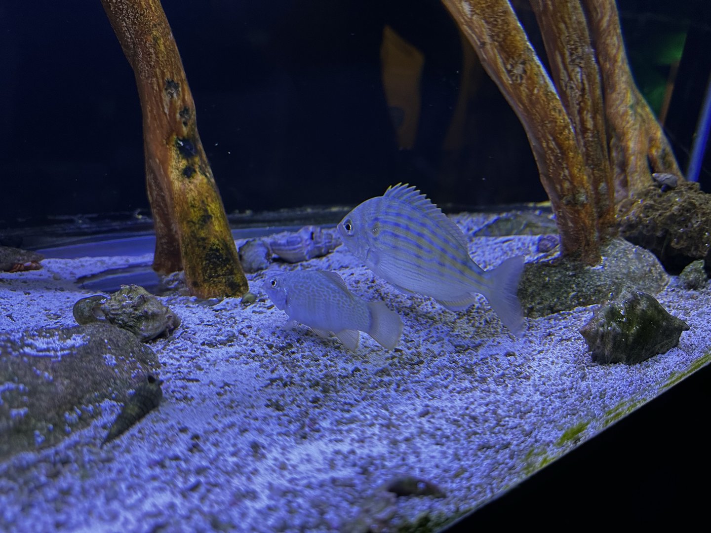 Mangrove Fish Tank