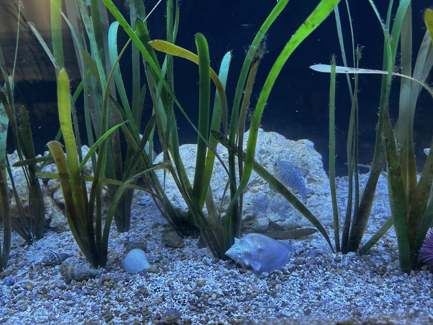 Mangrove Fish Tank