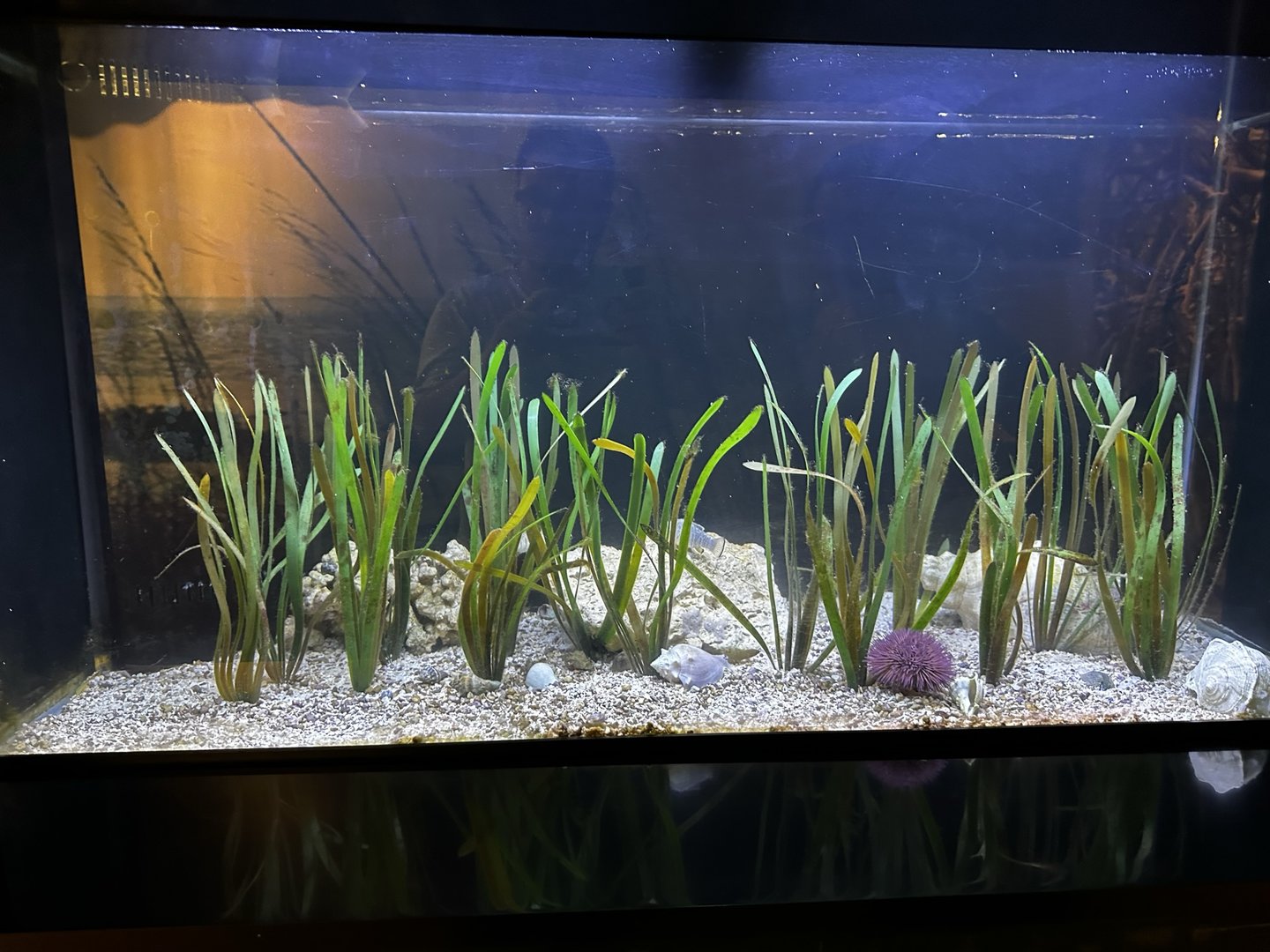 Mangrove Fish Tank