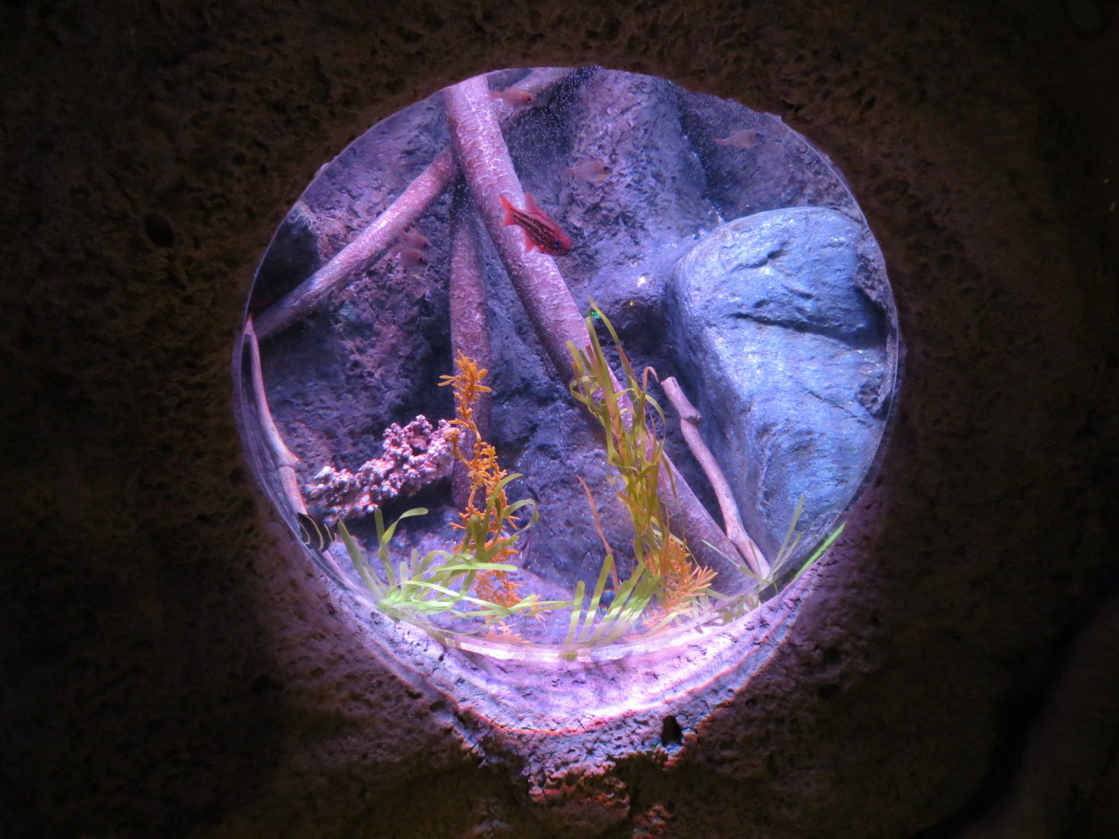 Mangrove Forest - Bubble Tank