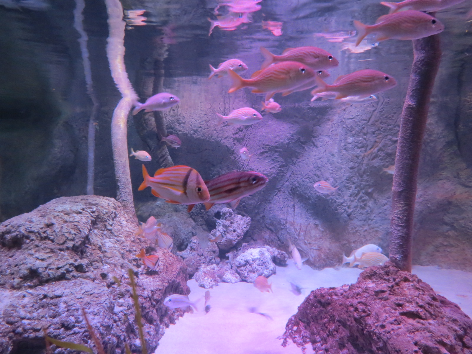 Mangrove Forest - Large Open-top Tank