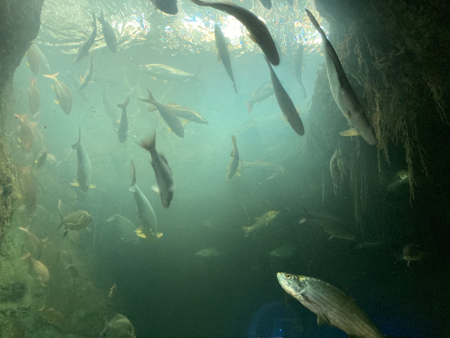 Mangrove Forest Tank