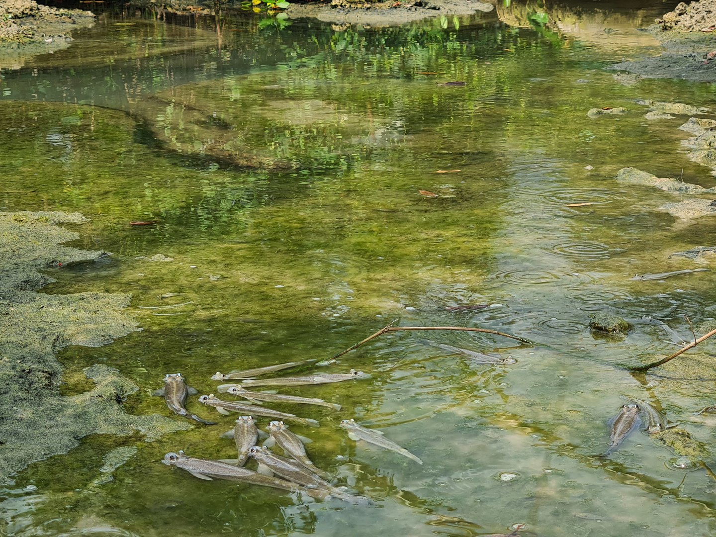 Mangrove - Four-eyed fish on the mudflats