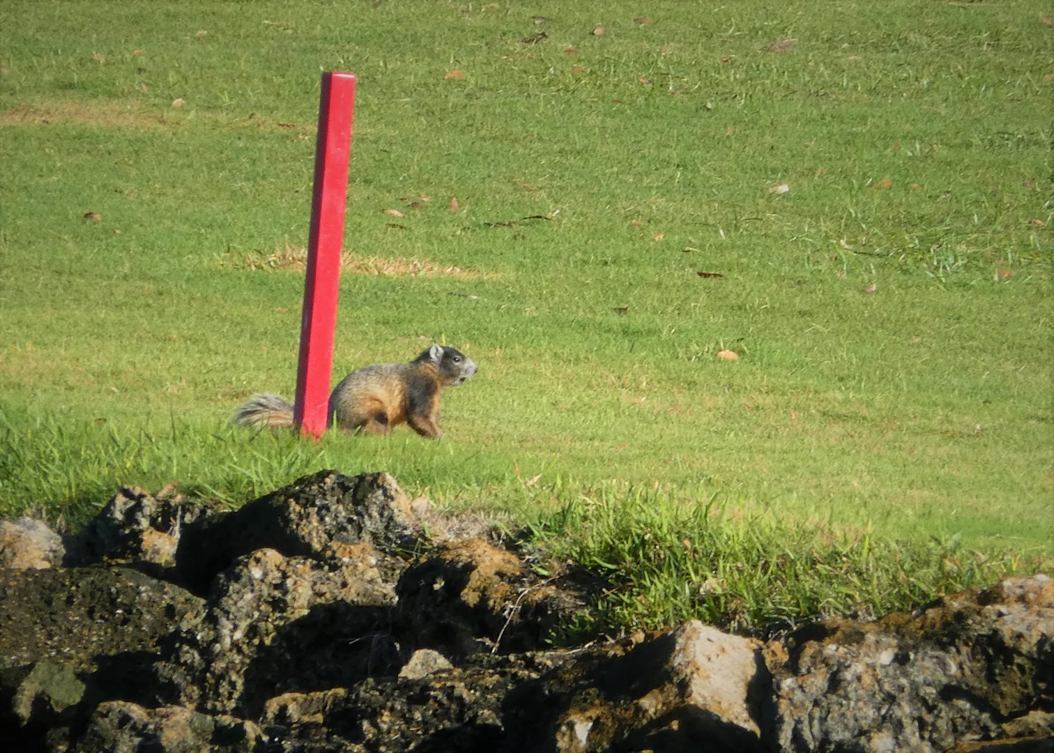 Mangrove Fox Squirrel