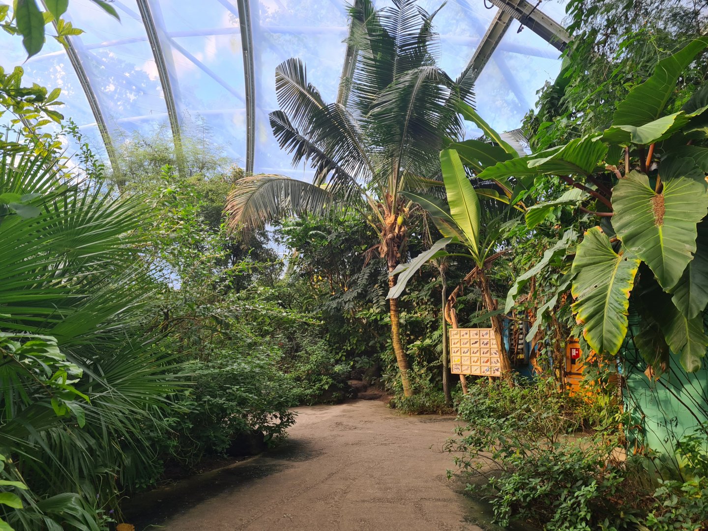 Mangrove - general view