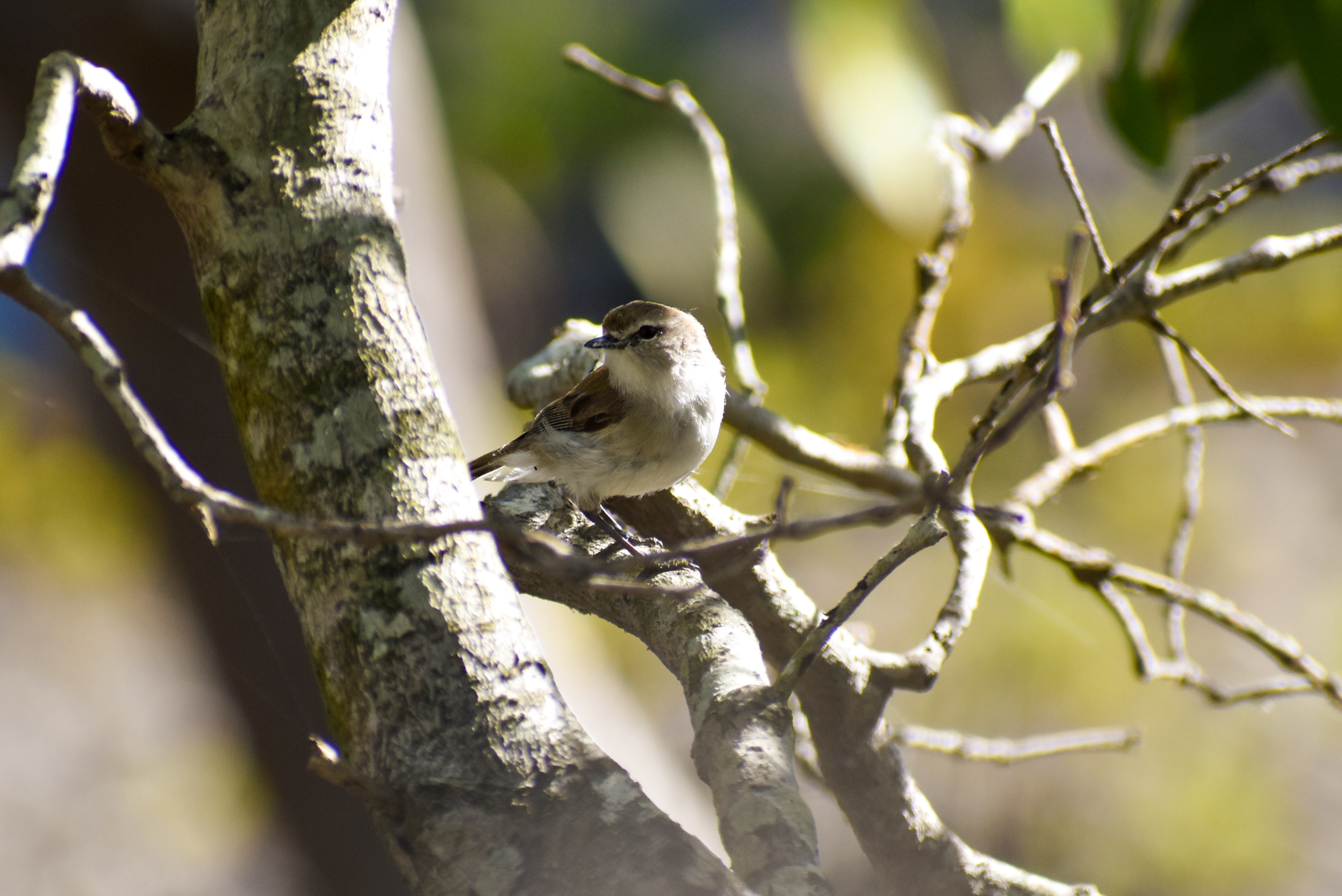 Mangrove Gerygone (Gerygone levigaster)