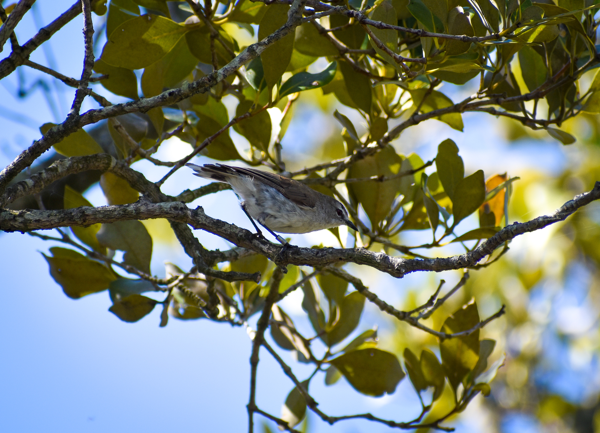 Mangrove Gerygone (Gerygone levigaster)