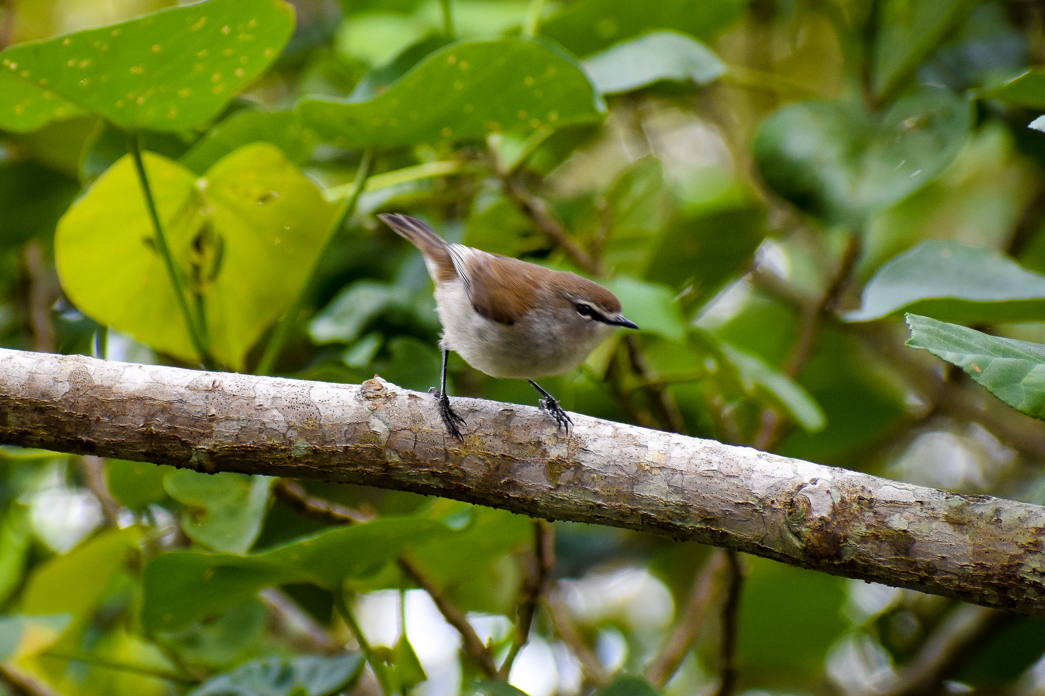 Mangrove Gerygone (Gerygone levigaster)