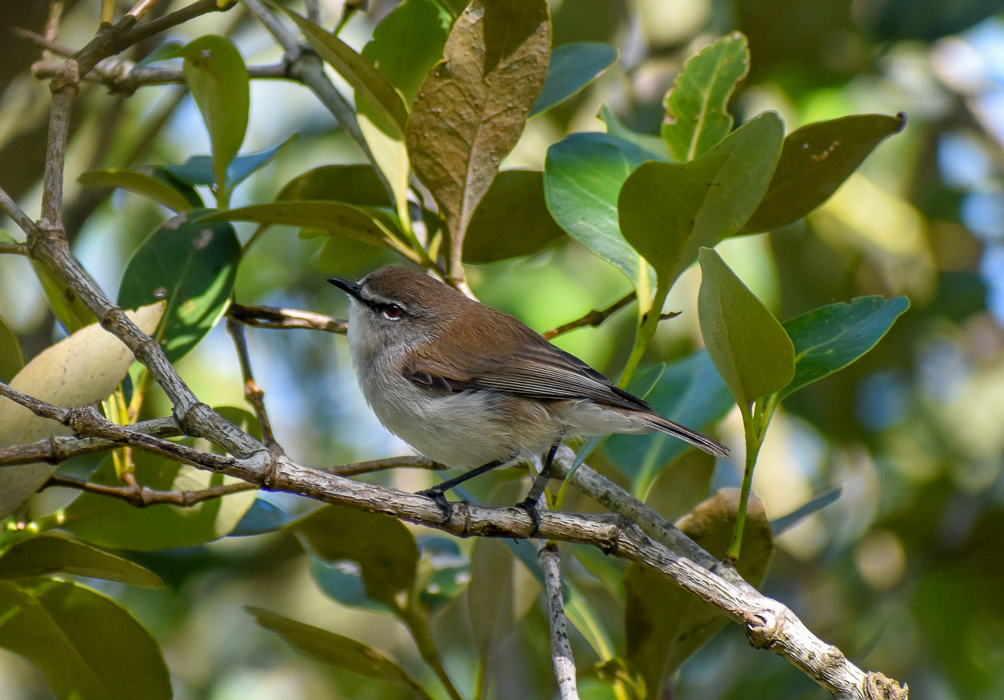 Mangrove Gerygone