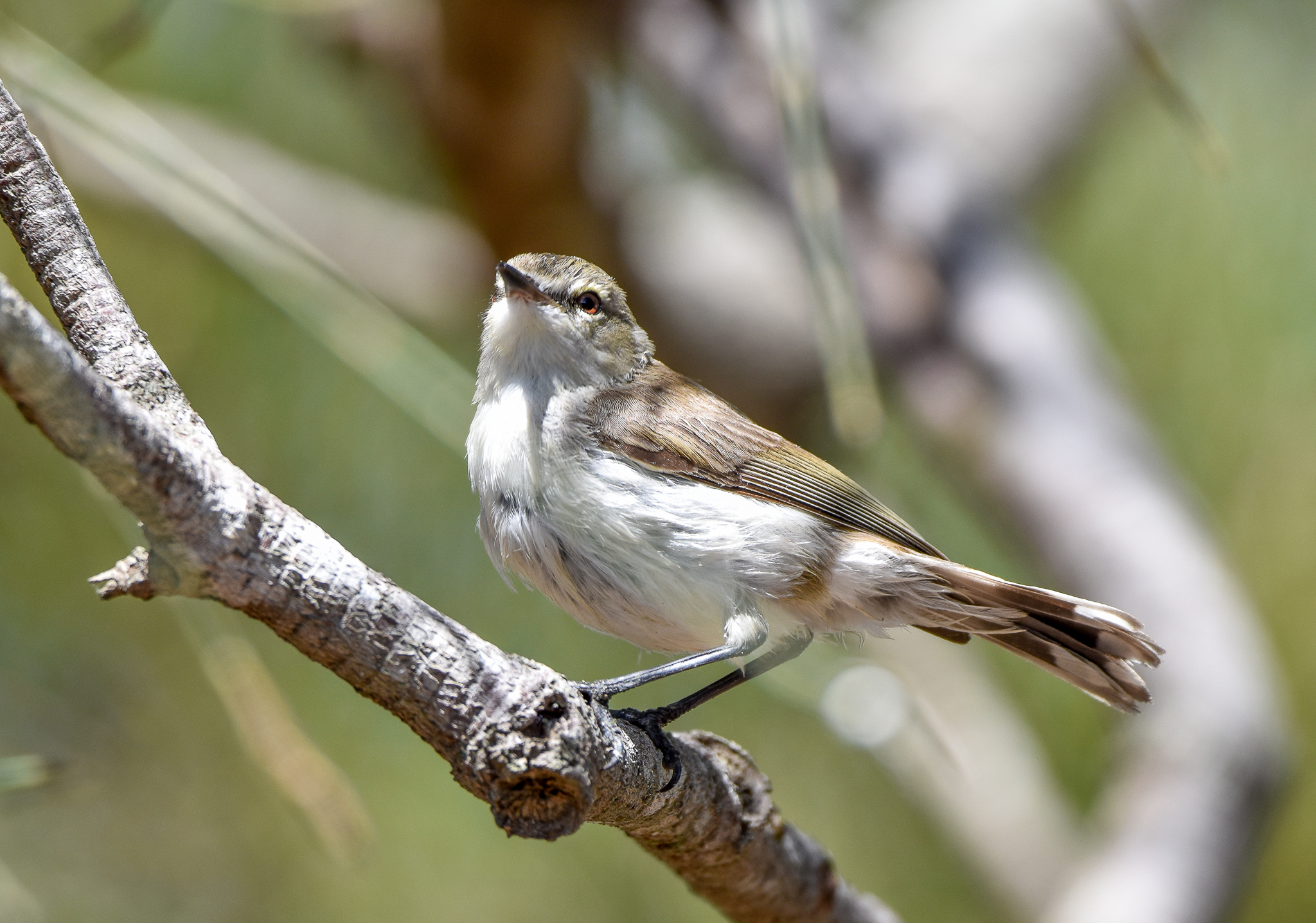 Mangrove Gerygone