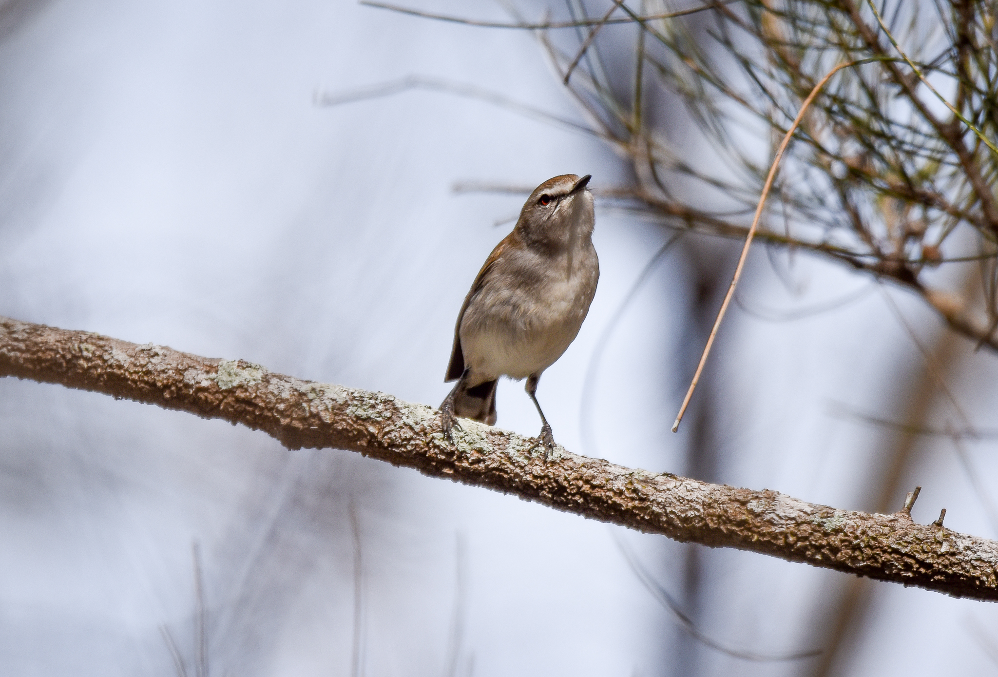 Mangrove Gerygone