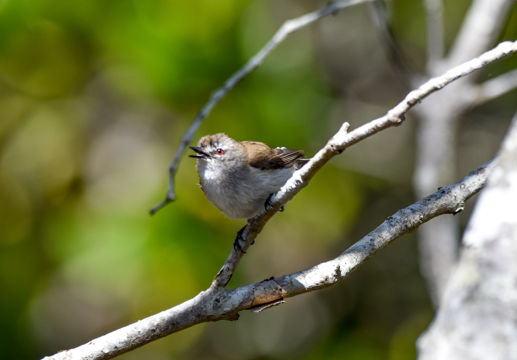 Mangrove Gerygone