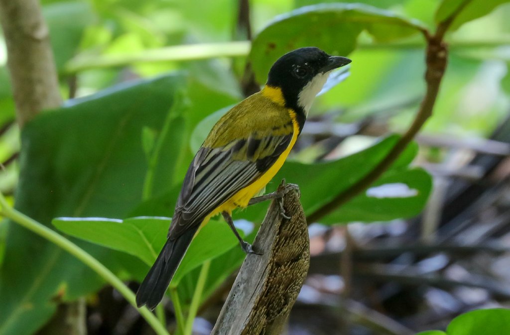 Mangrove Golden Whistler