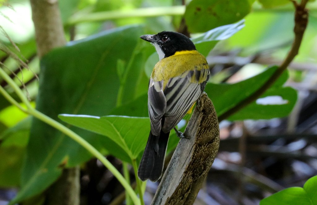 Mangrove Golden Whistler