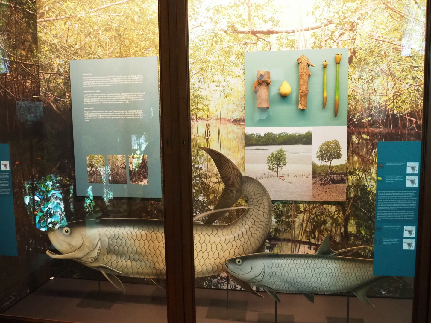 Mangrove habitats display with Atlantic tarpon replicas and mangrove tree specimens, 2021-10-20
