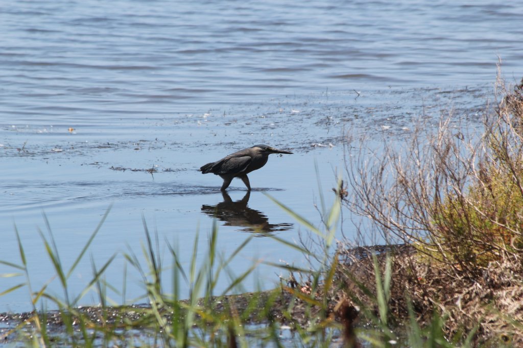 Mangrove Heron