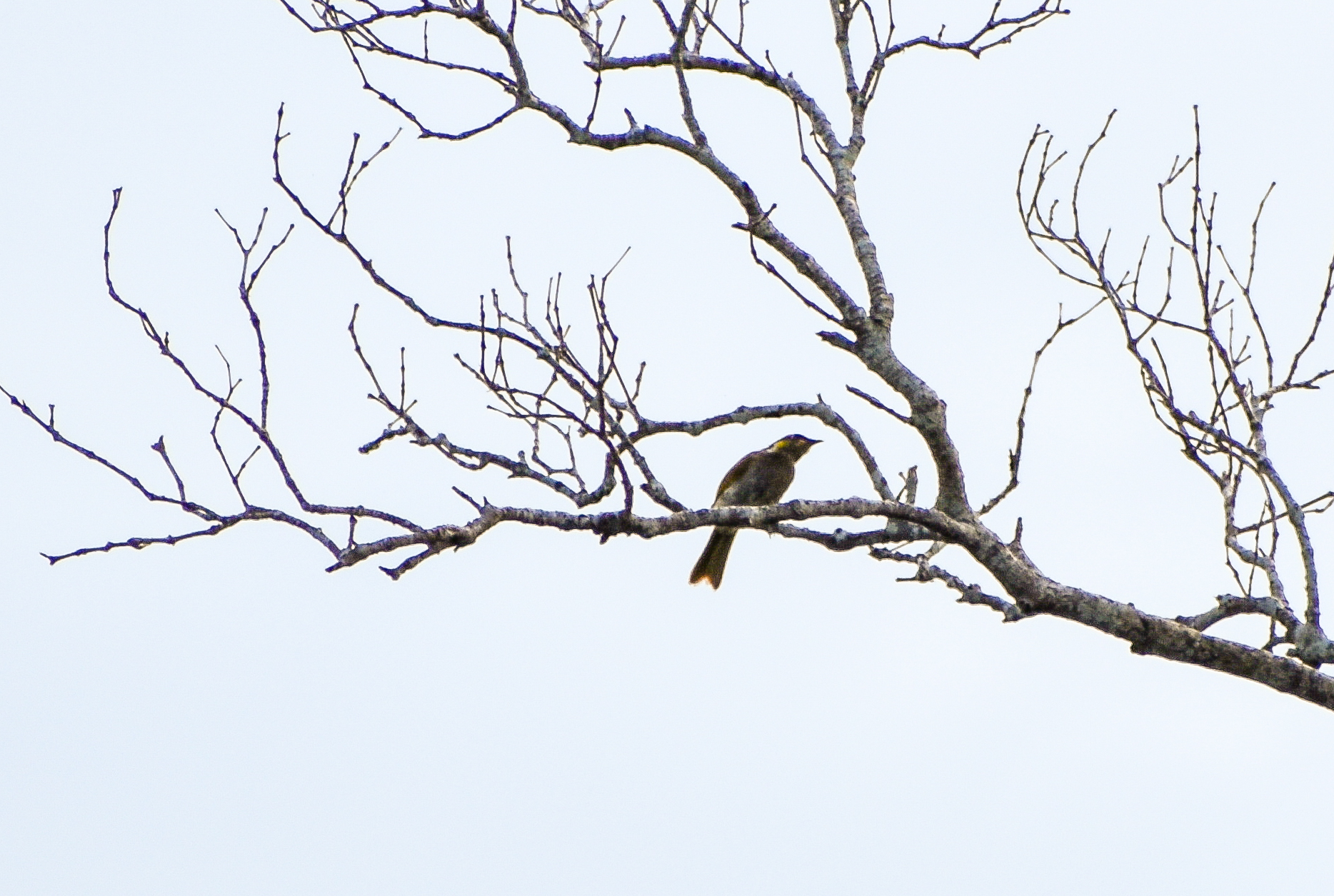 Mangrove Honeyeater (Gavicalis fasciogularis)