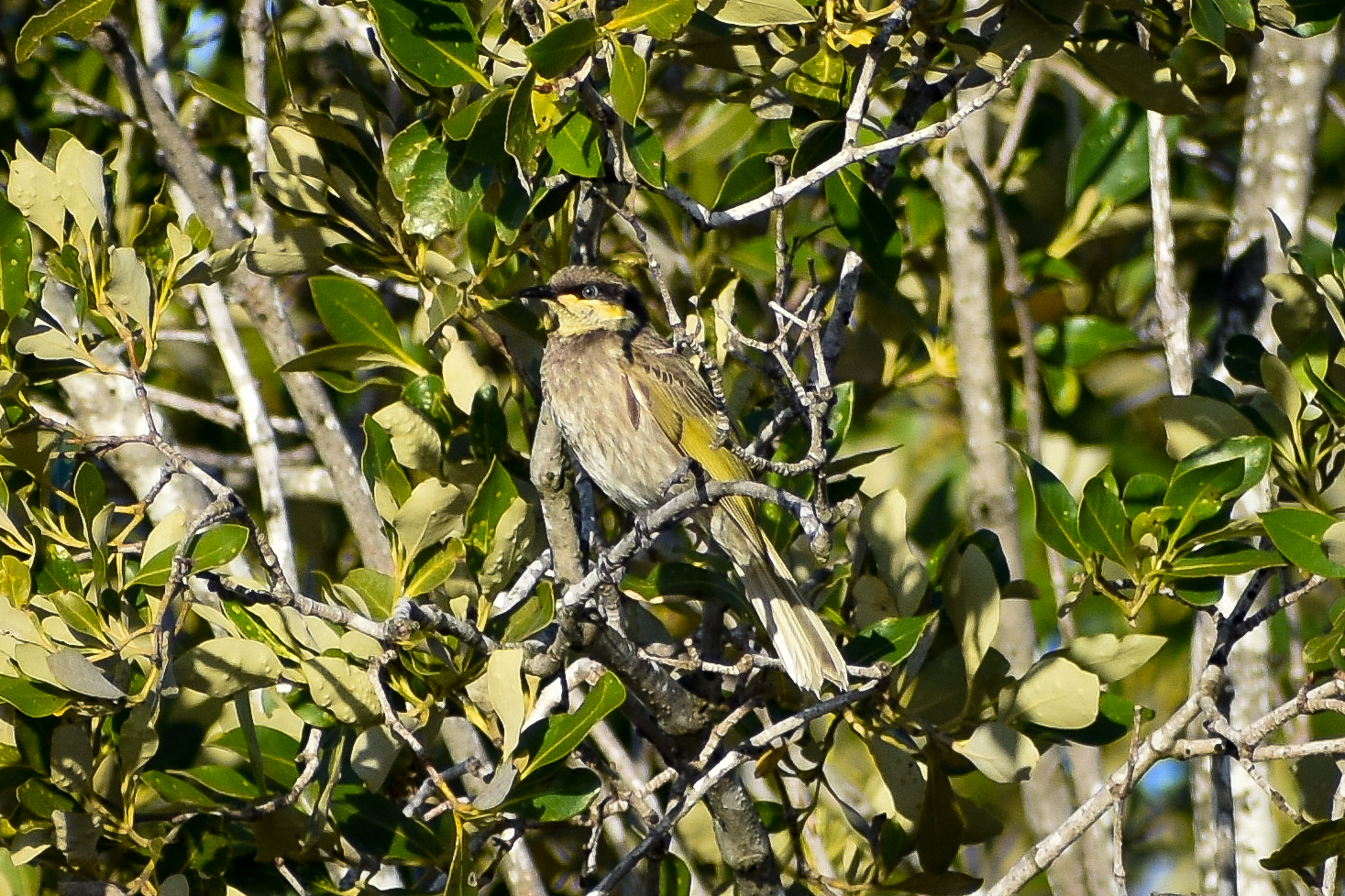Mangrove Honeyeater (Gavicalis fasciogularis)