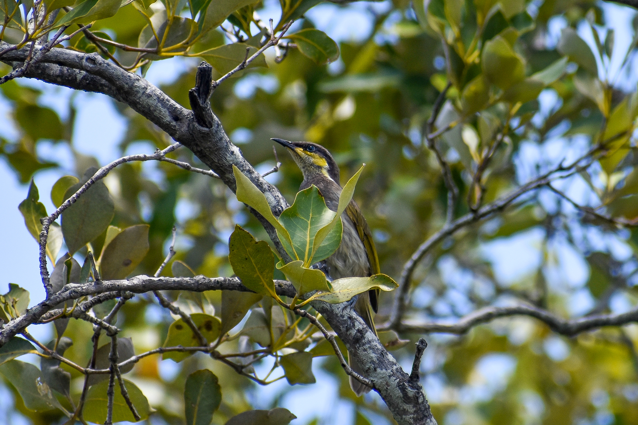 Mangrove Honeyeater (Gavicalis fasciogularis)