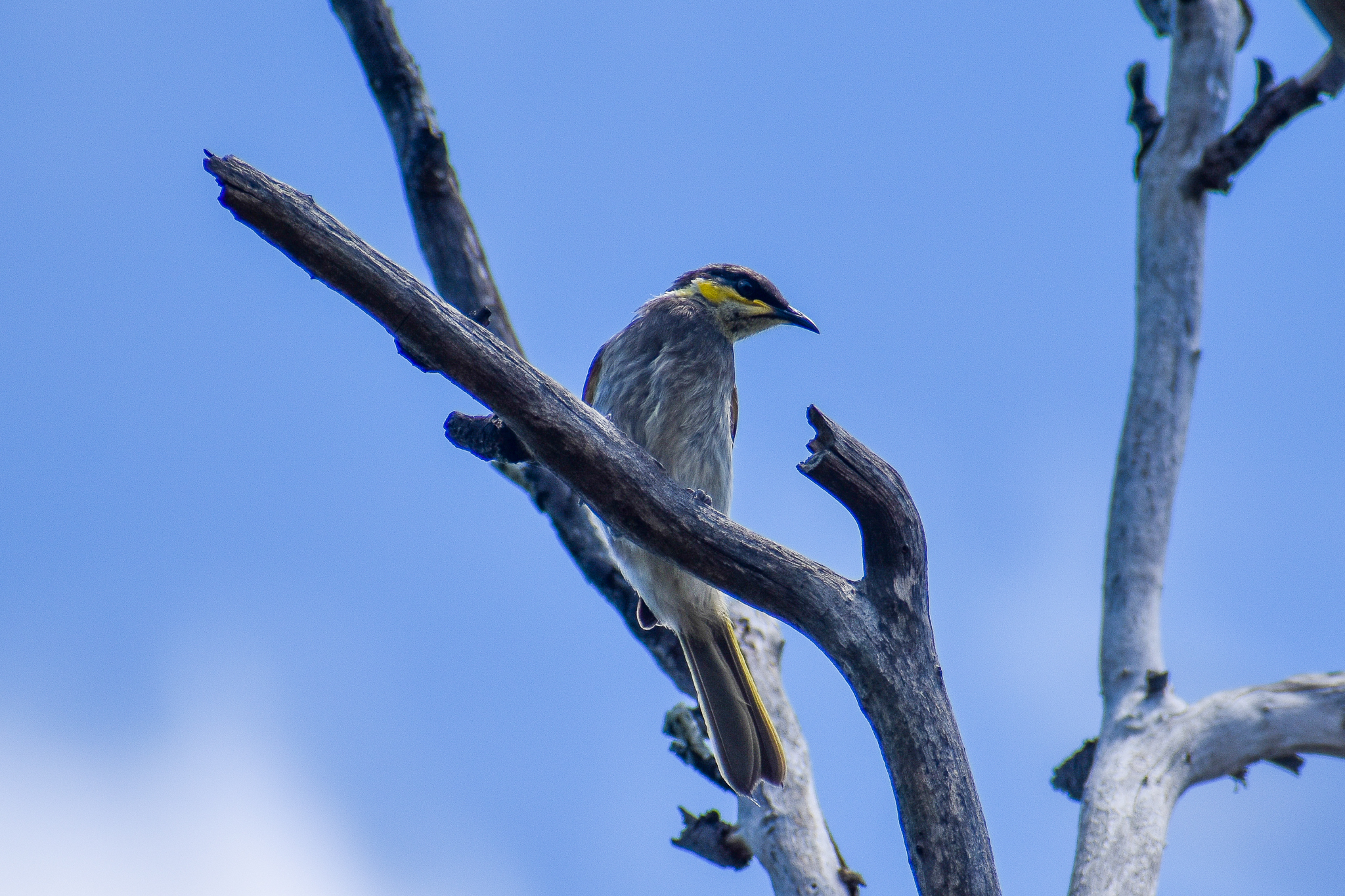 Mangrove Honeyeater (Gavicalis fasciogularis)