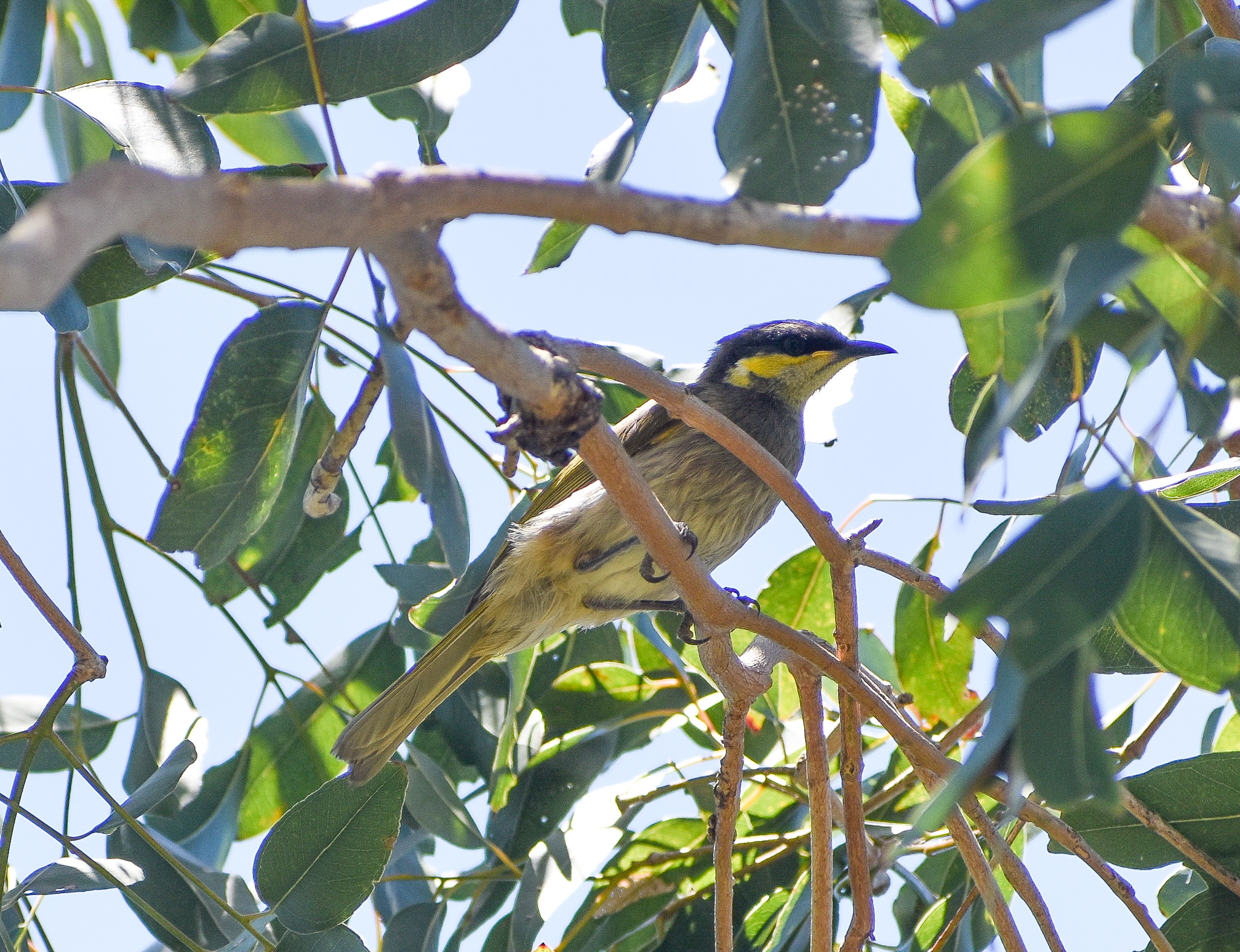 Mangrove Honeyeater