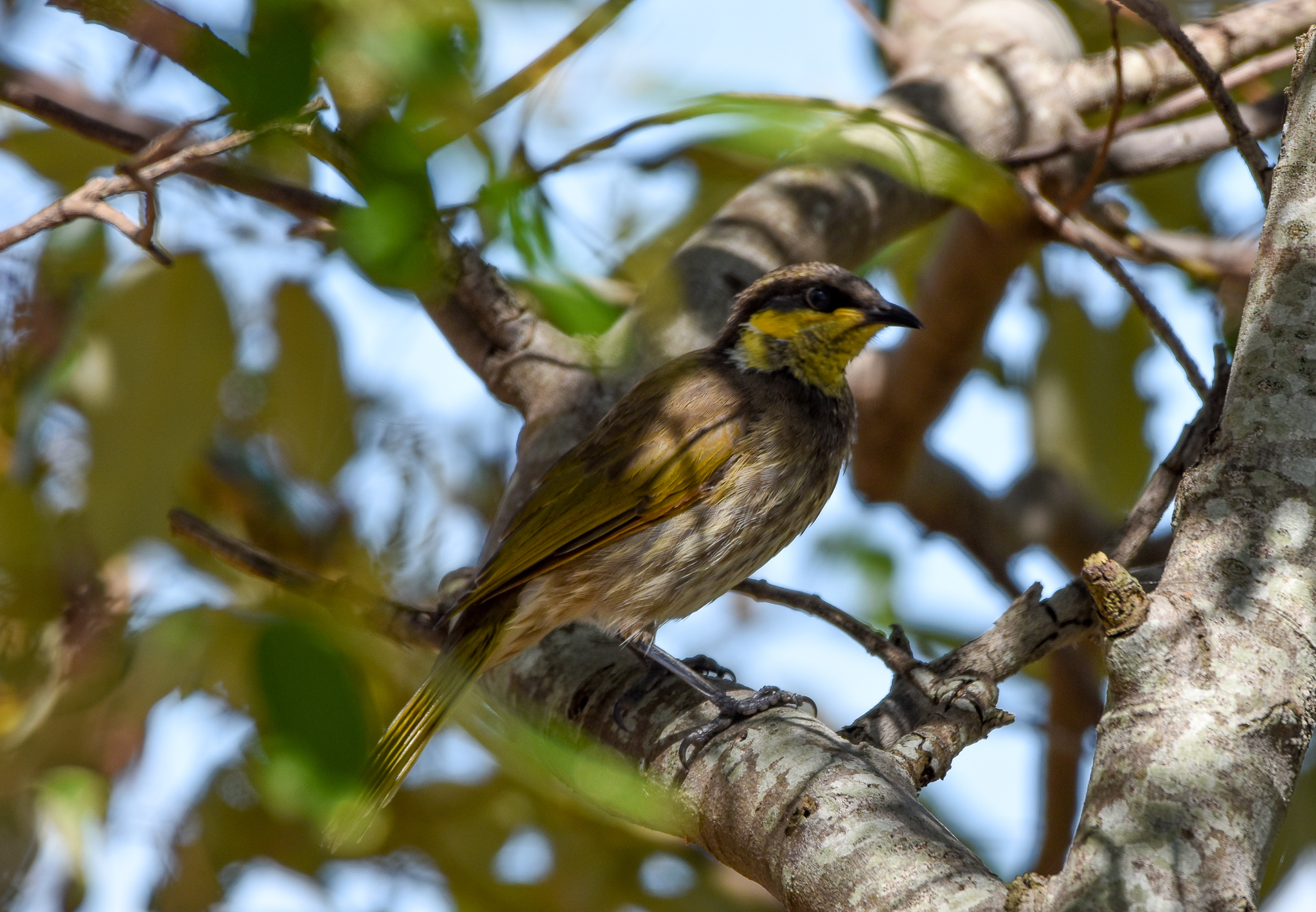 Mangrove Honeyeater