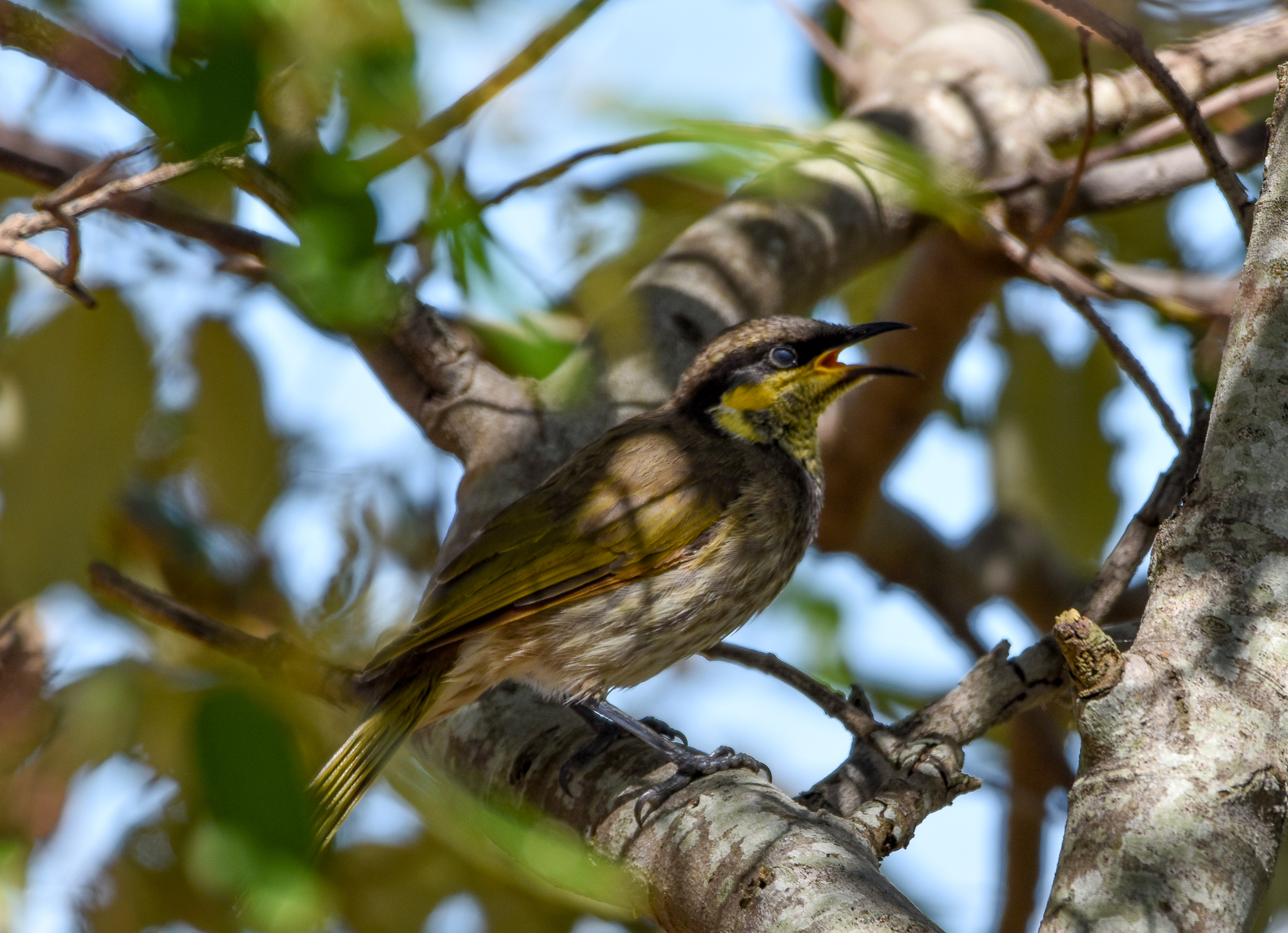 Mangrove Honeyeater