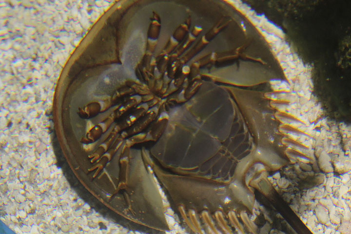 Mangrove horseshoe crab (Carcinoscorpius rotundicauda)