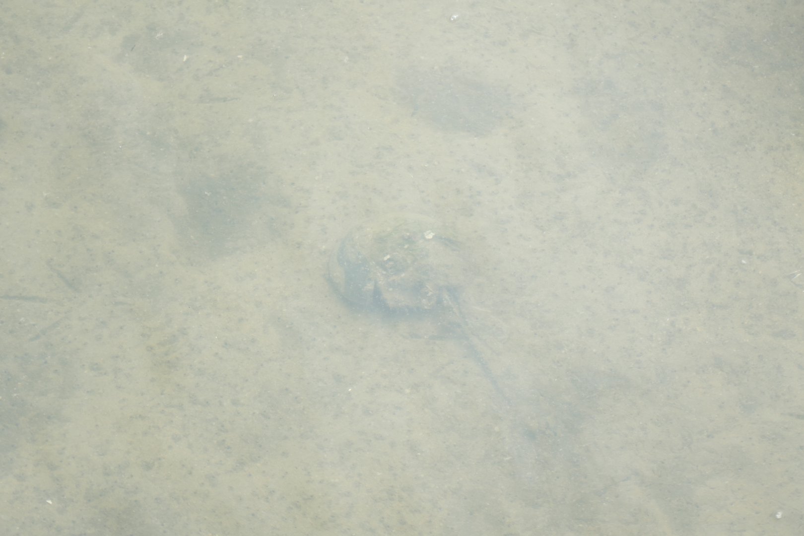 Mangrove horseshoe crab