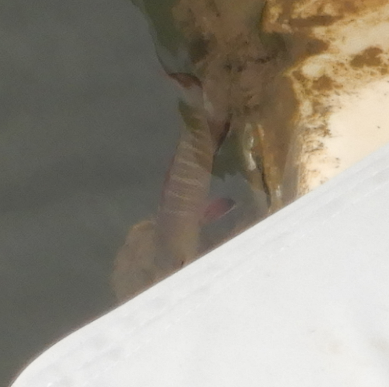 Mangrove Jack juvenile