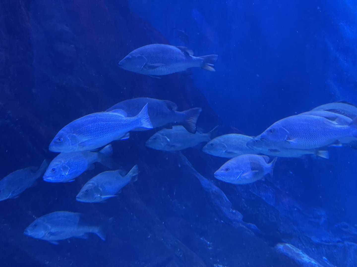 mangrove jacks (lutjanus argentimaculatus) - BX Sea