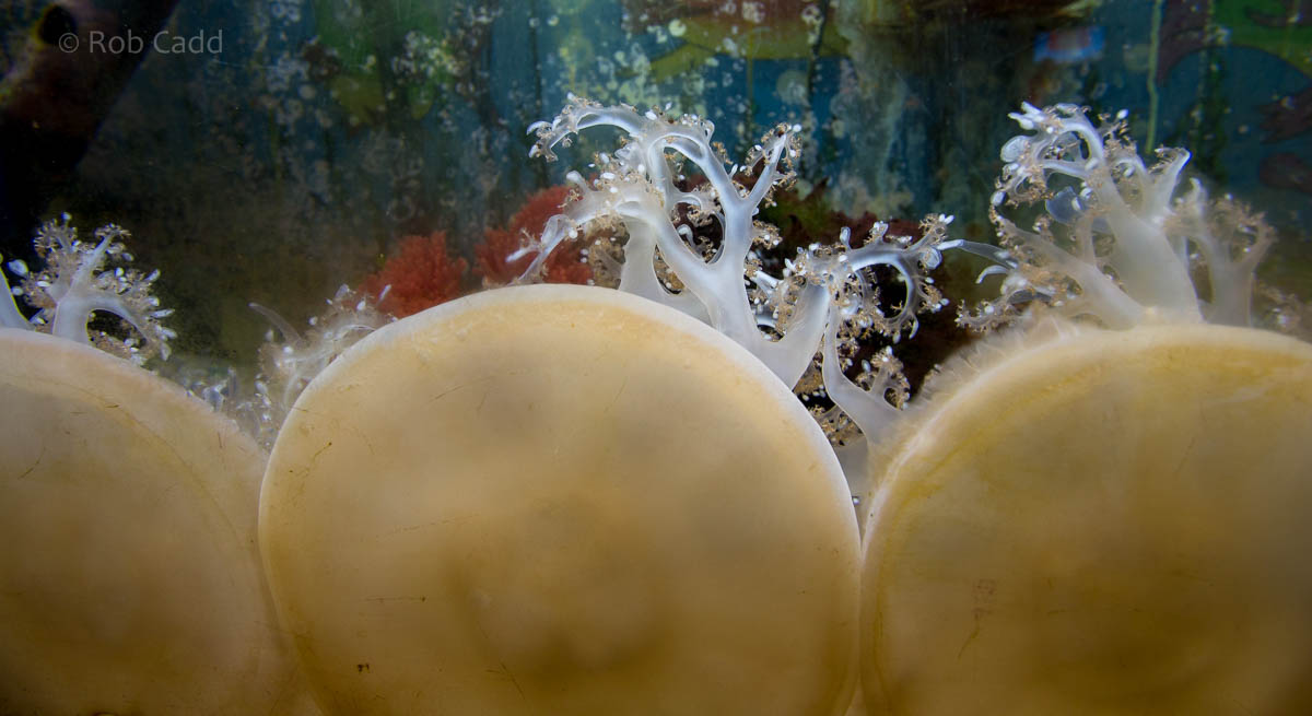 Mangrove jellyfish : Living Coasts : 24 Sep 2015