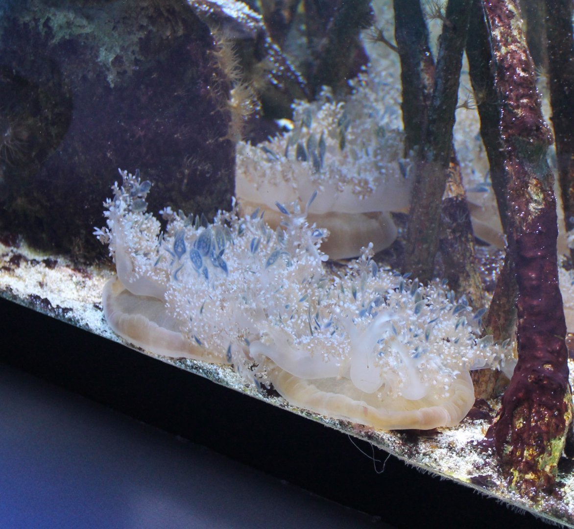 Mangrove jellyfishes aka Up-side-down jellyfishes