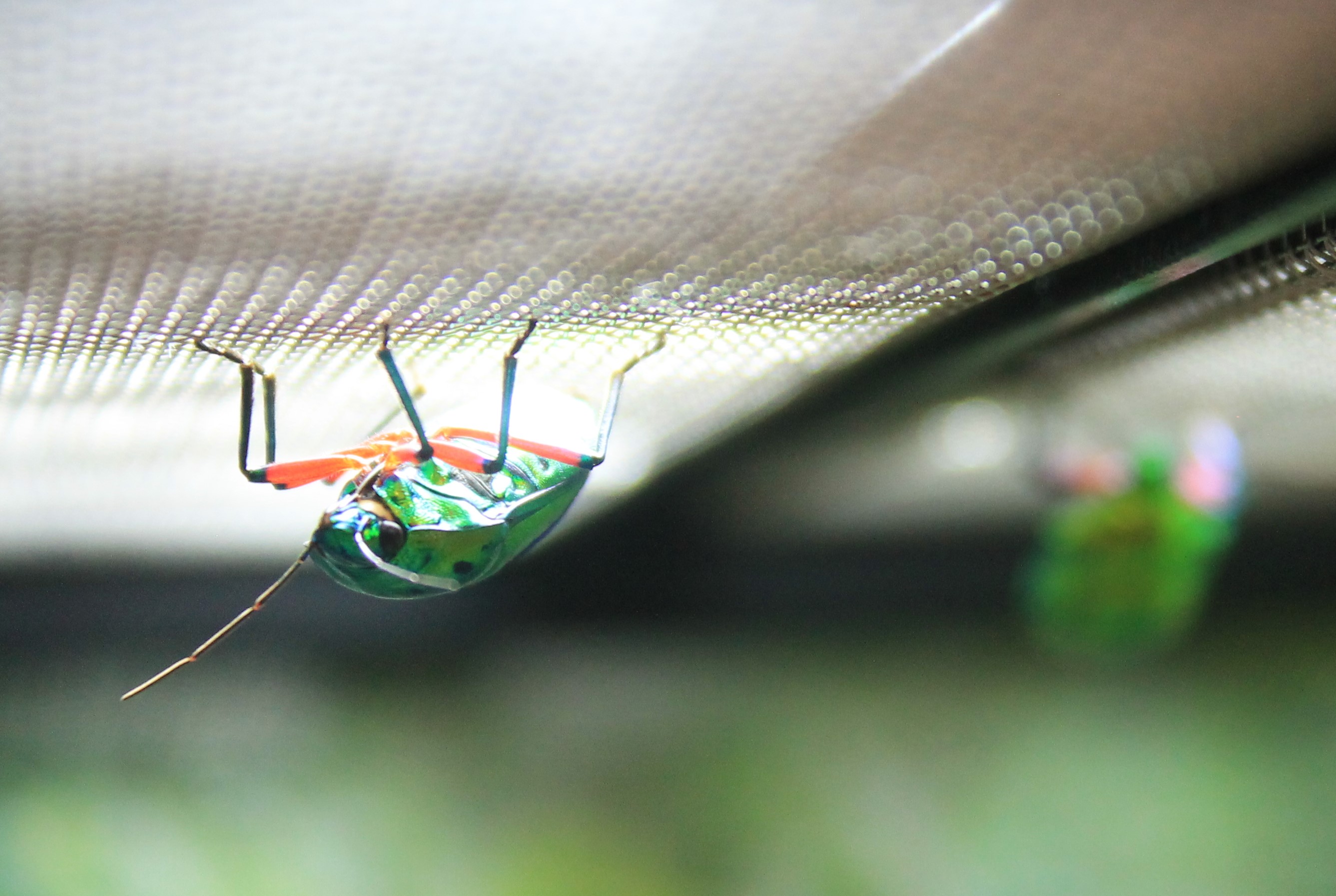 Mangrove Jewel Bug (Calliphara nobilis)